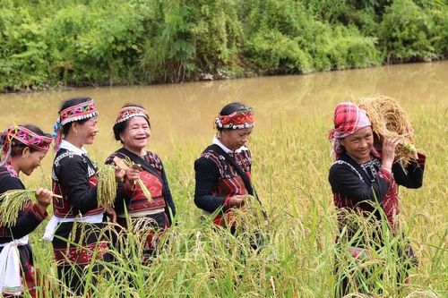 Độc đáo nghi thức mừng cơm mới của người Xá Phó