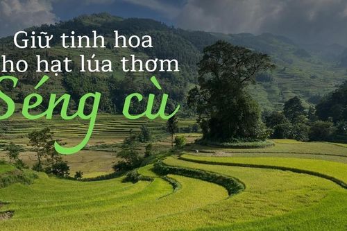 Giữ tinh hoa cho hạt lúa thơm Séng cù