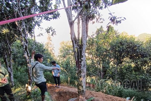 Cần bảo vệ quần thể chè Shan tuyết cổ thụ tại Tả Thàng
