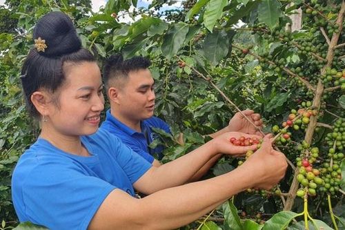 Sơn La - Vùng chuyên canh cà phê đặc sản, chất lượng cao