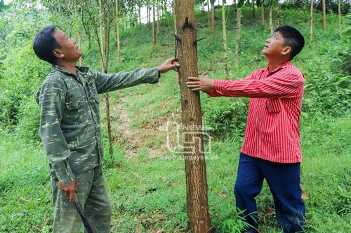 Phát triển rừng sản xuất ở Liên Minh