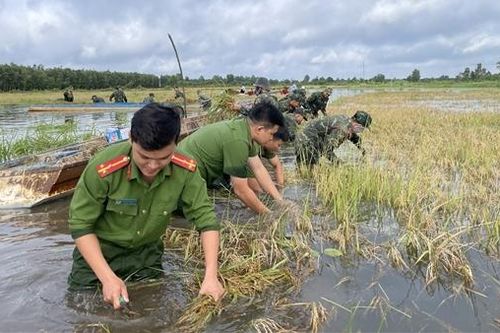 Giúp dân gặt lúa chạy lũ