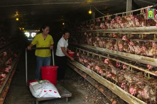 Phát triển nông nghiệp tuần hoàn| Chuyện ở ngoại thành| 07/10/2023