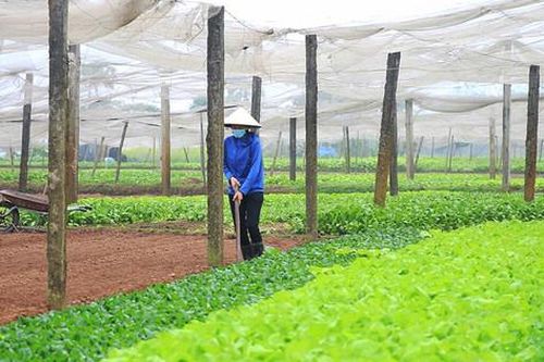 Rau an toàn Văn Đức bảo đảm chất lượng