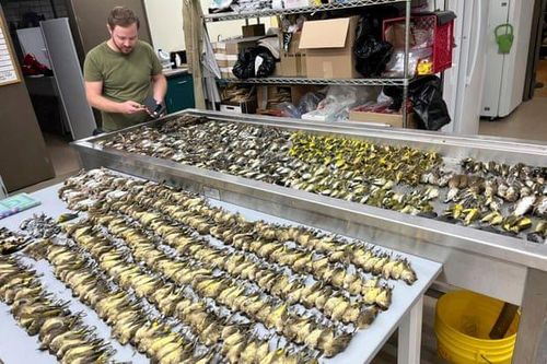 Ít nhất 1.000 con chim chết trong một ngày vì va chạm tòa nhà ở Chicago