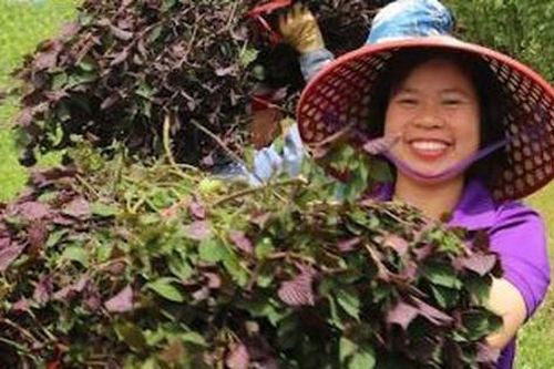 Nữ nông dân Sa Pa 'biến' rau gia vị quen thuộc thành 'vàng' xuất khẩu