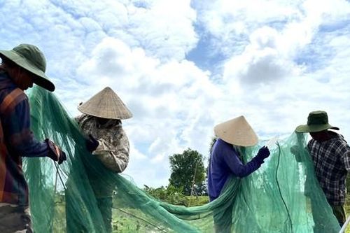 Ra đồng giăng 'thiên la địa võng' bắt châu chấu kiếm tiền triệu mỗi ngày