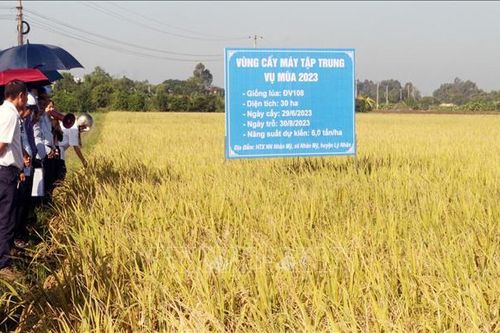 Cơ giới hóa nông nghiệp từ mô hình mạ khay, cấy máy