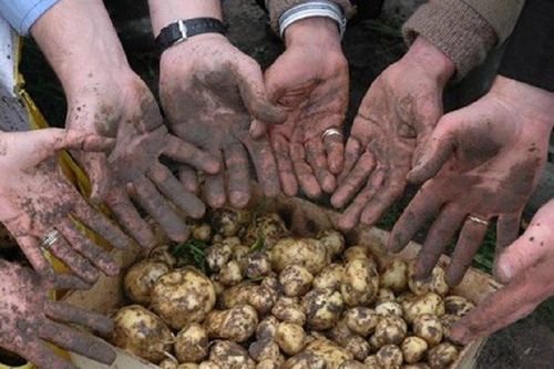 Cận cảnh loại khoai tây đắt nhất thế giới, giá 29 triệu đồng/kg