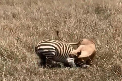 CLIP: Sư tử bất ngờ tiếp cận khiến báo săn 'bỏ của chạy lấy người'
