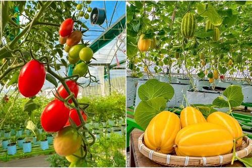 Cải tạo sân thượng thành vườn rộng 250m2, nhìn ngỡ như 'Đà Lạt thu nhỏ'
