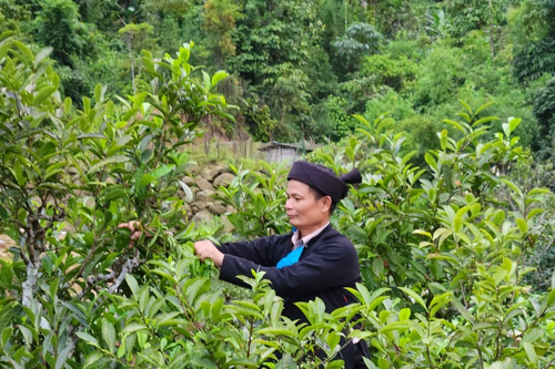 Phát huy chính sách dân tộc trong phát triển kinh tế tại Hà Giang