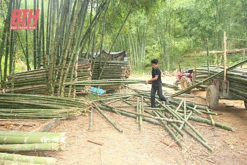 Nghèo giữa vùng tre luồng... lớn nhất Việt Nam (Bài 2): 'Vắt kiệt' rừng vàng