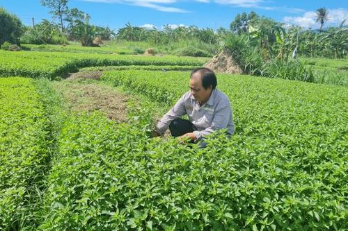 Một cựu chiến binh làm kinh tế giỏi