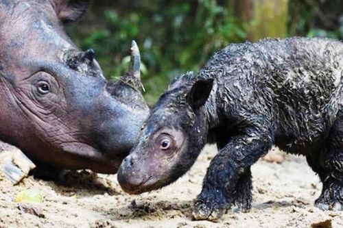 Tê giác Sumatra quý hiếm chào đời ở khu bảo tồn Indonesia