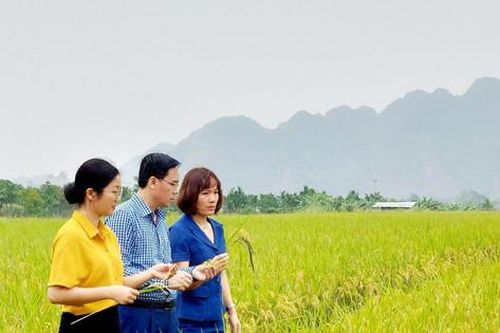 Tiếp sức cho nông nghiệp hữu cơ ở Nam Phương Tiến