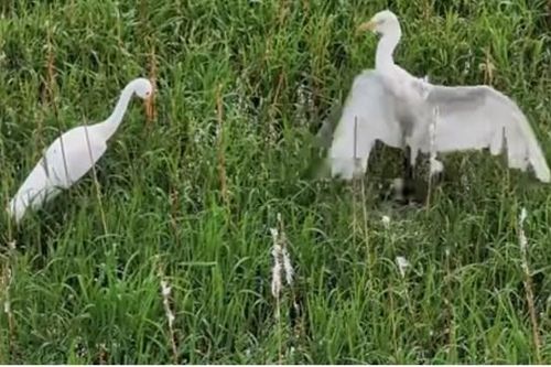 Đà Nẵng: Tận diệt cò tại một cánh đồng lúa ở huyện Hòa Vang