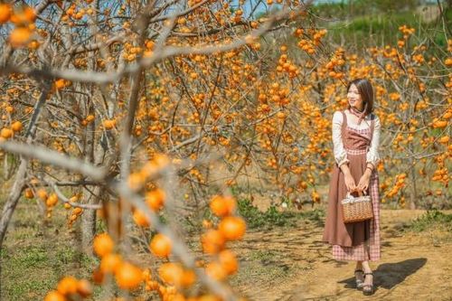 Những vườn hồng ở Mộc Châu - Sơn La đẹp và cuốn hút du khách mỗi độ Thu về