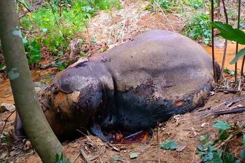Nghệ An: Điều tra nguyên nhân một cá thể voi chết trong rừng
