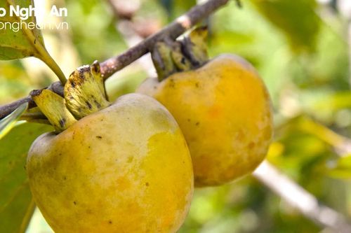 Nâng giá trị cho sản vật hồng giòn Thanh Chương
