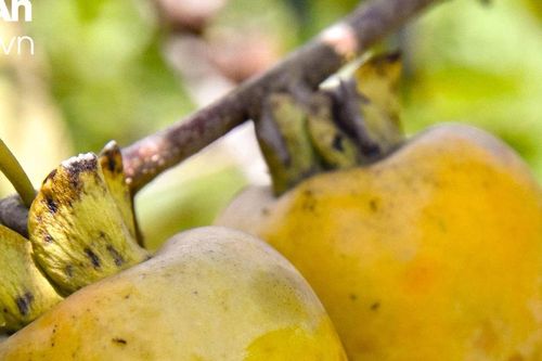Hồng giòn – 'của để dành' của nhiều nông dân Thanh Chương