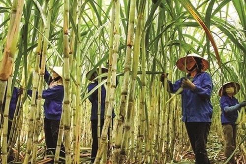 Giá đường 'đảo chiều' bật tăng mạnh sau một tuần giảm nhẹ
