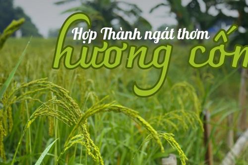 Hợp Thành ngát thơm hương cốm