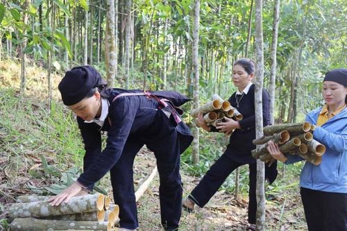 Bắc Hà: Rộn ràng mùa thu hoạch quế
