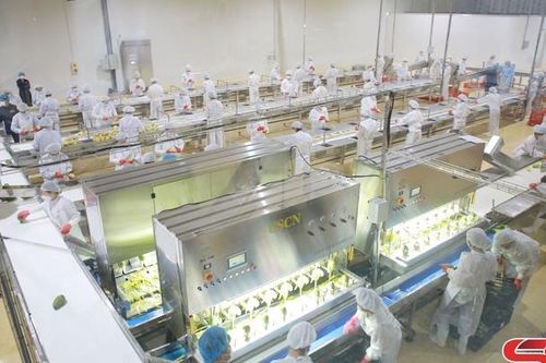Hình thành vùng sản xuất gắn với liên kết trong chế biến, tiêu thụ sản phẩm