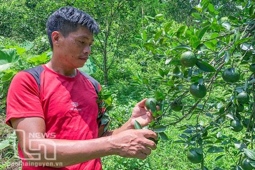 Người Mông Võ Nhai thay đổi tư duy làm nông nghiệp