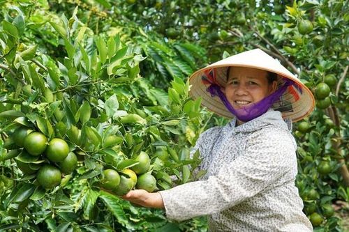 Vì sao Việt Nam mới có 0,6% diện tích đất canh tác hữu cơ?