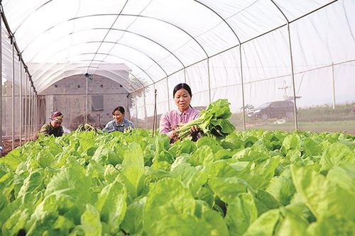 Tăng cường quản lý thực phẩm từ gốc