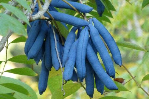 Kỳ lạ loại dưa có tên 'Ngón tay quỷ'
