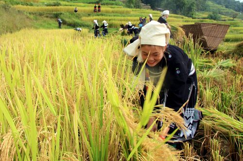 Nhộn nhịp mùa gặt vùng cao Tây Bắc