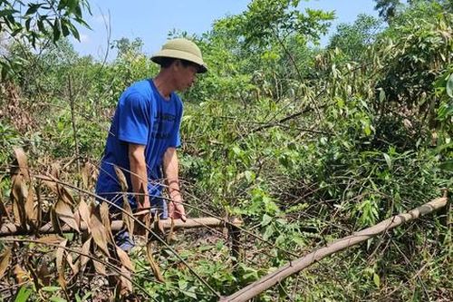 Công an vào cuộc điều tra vụ rừng keo 3000 cây của lão nông nghi bị chặt phá