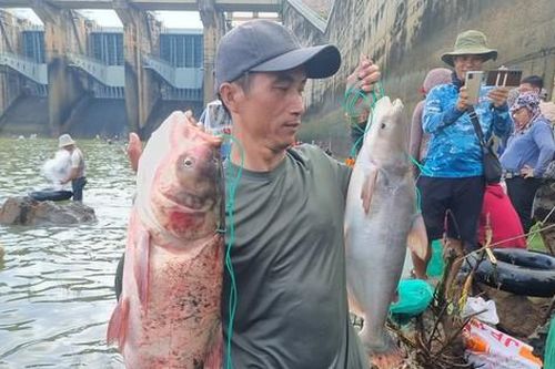 Thủy điện Trị An ngưng xả lũ, người dân 'được mùa' săn cá khủng
