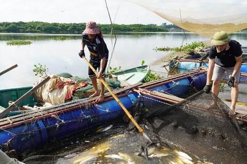 Xác định nguyên nhân khiến hơn 50 tấn cá lồng bè chết trắng ở Hà Tĩnh