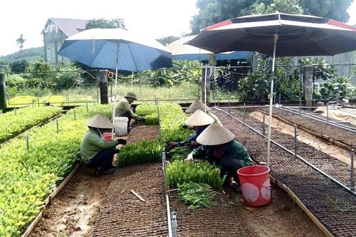 Giống keo lai ở Nghệ An tăng giá gần gấp đôi vẫn 'cháy hàng'