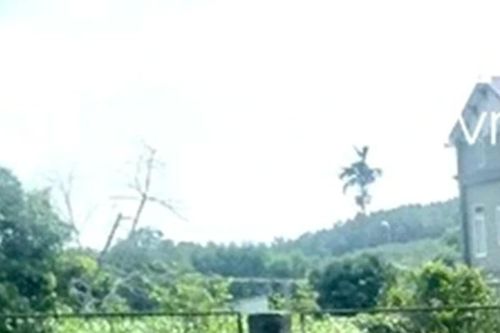 Keo lai giống ở Nghệ An giá tăng gần gấp đôi vẫn 'cháy hàng'