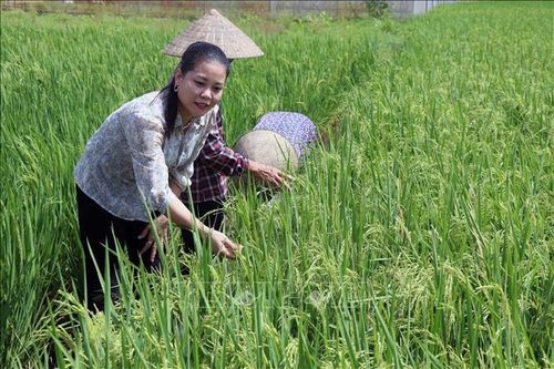Gương Nông dân Việt Nam xuất sắc: Tích tụ ruộng đất, sản xuất nông sản đặc sản