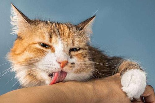 Chuyện gì xảy ra khi 'boss' mèo thường xuyên liếm láp người 'con sen'?