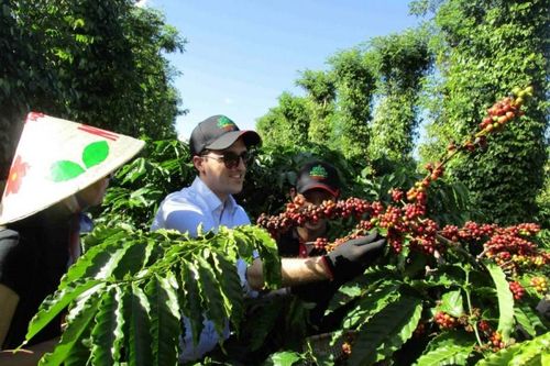 Việt Nam bước vào vụ thu hoạch, giá xuất khẩu cà phê đảo chiều giảm nhẹ