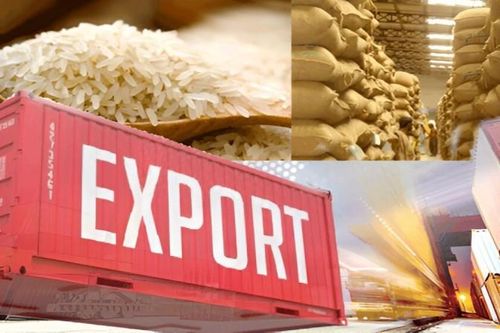 Ấn Độ : Xuất khẩu gạo basmati giảm hơn 80% trong một tháng