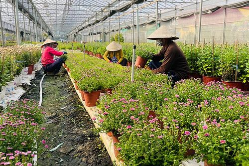 Khởi động vụ hoa Tết