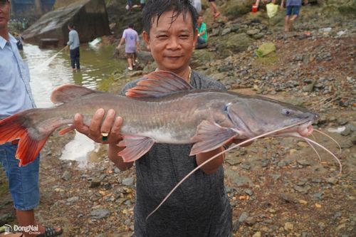 Săn 'lộc trời' tiền triệu dưới chân đập Thủy điện Trị An