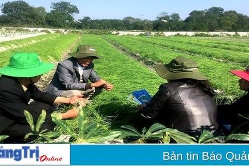 Trồng trái vụ gần 1.100 ha các loại cây có giá trị kinh tế cao