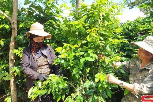 Chiềng Bôm nỗ lực phát triển kinh tế