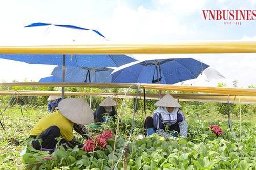 Thu nhập cao từ rau an toàn tại HTX dịch vụ tổng hợp Đông Cao