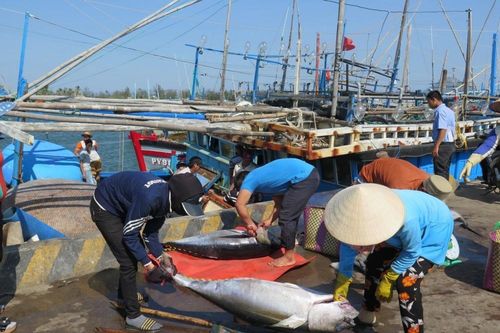 Hôm nay, Ủy ban châu Âu đến Việt Nam kiểm tra về chống khai thác IUU