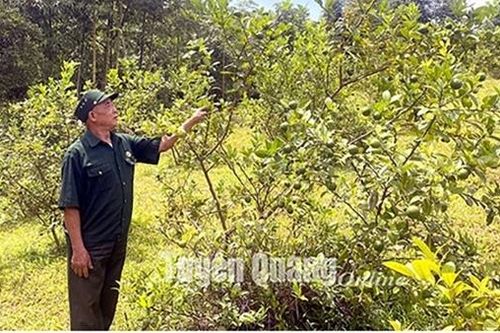 Cựu chiến binh huyện Lâm Bình giúp nhau phát triển kinh tế